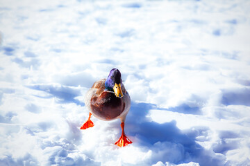 Curious Male Mallard Duck Walking on Snow in Winter