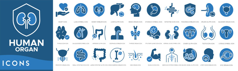 Human organ icon set. Heart, Lung Symbol, Kidney Emblem, Liver Glyph, Brain Organ, Stomach Symbol, Intestine and Pancreas Emblem