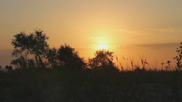 A red sky and the sun in olive trees. The golden hour of the sunrise seclusion of early morning. Beautiful summer dawn meditation. Melody of the southern tropic desert morning. Kinburn, Ukraine.