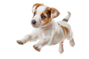 A playful puppy with floppy ears, jumping in the air, isolated on white background, representing boundless energy and adorable antics