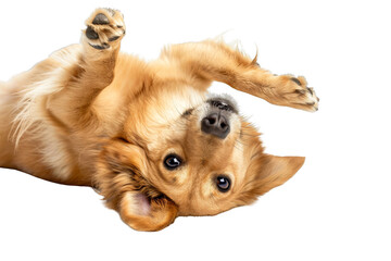 Obraz premium Isolated on white background, a cute dog rolling on its back, paws in the air, showcasing a moment of pure joy and playfulness