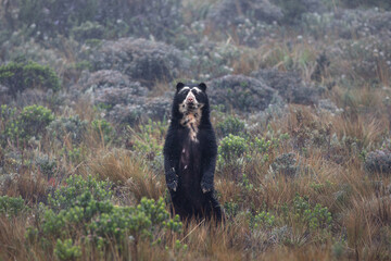 Female Spectacled Bear