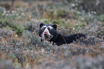 Female Spectacled Bear