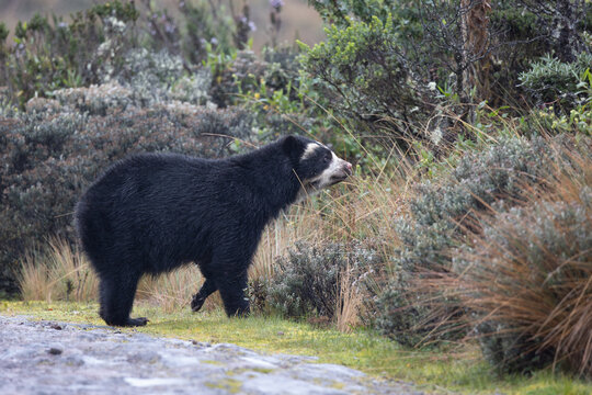 Female Spectacled Bear