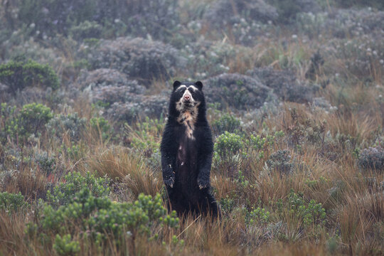 Female Spectacled Bear
