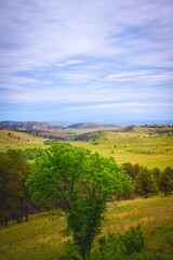 Custer State Park Wildlife Loop Road Summer Landscape in Custer, South Dakota, USA