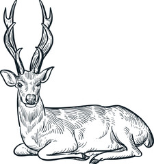 Vintage hand drawn sketch of sit antler deer