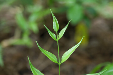 イワガネゼンマイの若葉