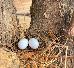 eggs in nest