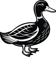 duck isolated on white background