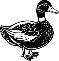 duck isolated on white background