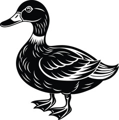 duck isolated on white background