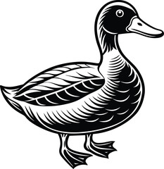 duck isolated on white background