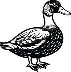 Obraz premium duck isolated on white background