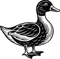 duck isolated on white background