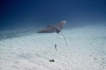 eagle ray in the water