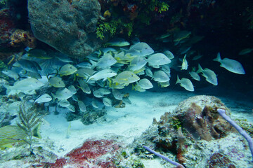 coral reef with fish
