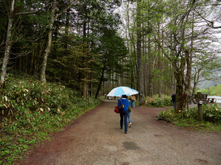 雨の日に初夏の新緑を楽しみながら観光名所上高地で散歩する観光客の姿
