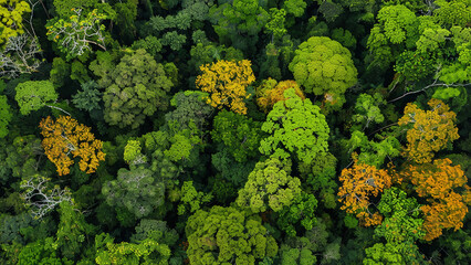 Fototapeta premium Aerial View of Dense Evergreen Forest with Lush Green Foliage