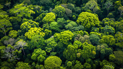 Naklejka premium Aerial view of dense green tropical rainforest canopy with vibrant foliage