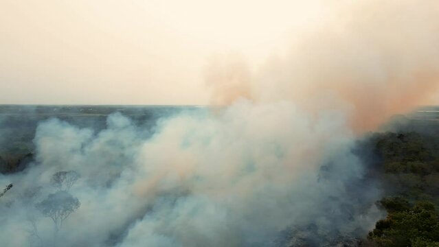 Incendio Forestal en Corozal Belice Centroamerica gran humo provocado por el Fuego quemando los arboles en la jungla en el Bosque da&ntilde;o y contaminacion ambiental