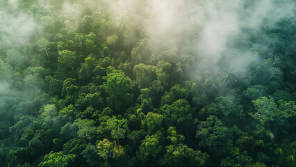 Aerial View of Lush Green Rainforest Canopy Shrouded in Morning Mist