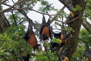 flying fox or big bat