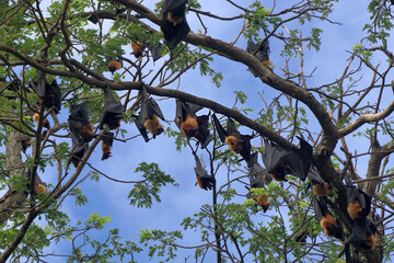 flying fox or big bat
