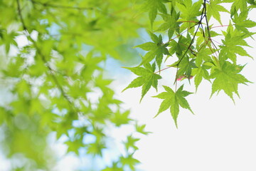 新緑のカエデ　白背景