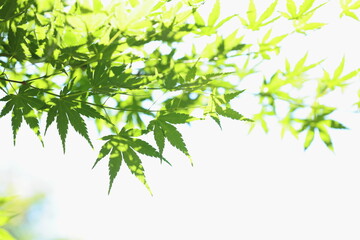 かえでの青葉のクローズアップ　白背景