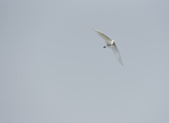 Heron freedom life isolated on the sky background.