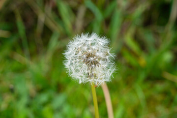 Close-Up of a Dandelion Seed Head