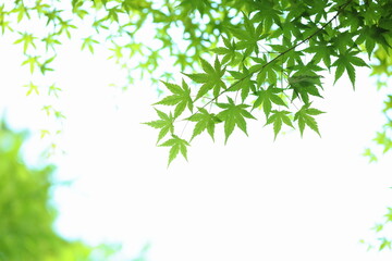 かえでの青葉　白背景