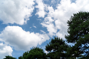 Obraz premium 森から見た空