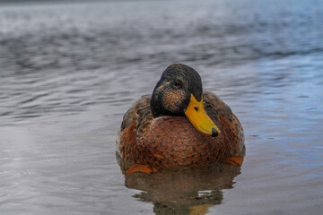  Close-up of a Duck Resting in Shallow Water