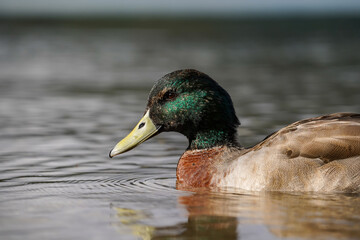 Mallard Duck Swimming in Calm Water