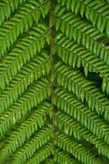 Close-Up of Green Fern Fronds