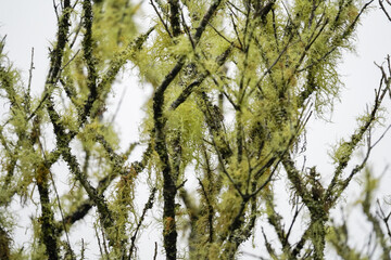 Close-Up of Moss-Covered Tree Branches