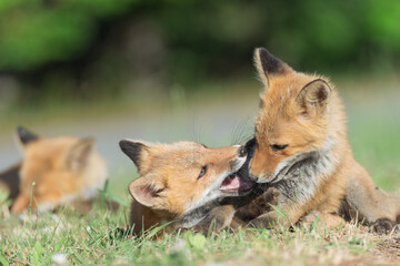 Fototapeta premium じゃれ合う