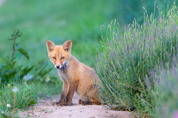 ラベンダーときつね