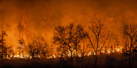 Forest fires release carbon dioxide and other greenhouse gasses, such as methane into the...