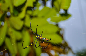 Close-up of spider on web