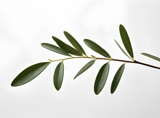 Fresh olive branch isolated on a white background