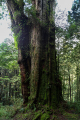 The biggest tree in Alishan national park at taiwan