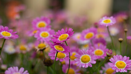 Obraz premium flowers