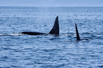 Fototapeta premium silhouette of two male Orcas, Shiretoko in Hokkaido, Japan