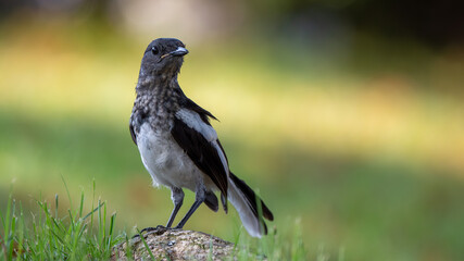 Oriental Magpie Robin bird standing on branch of tree,