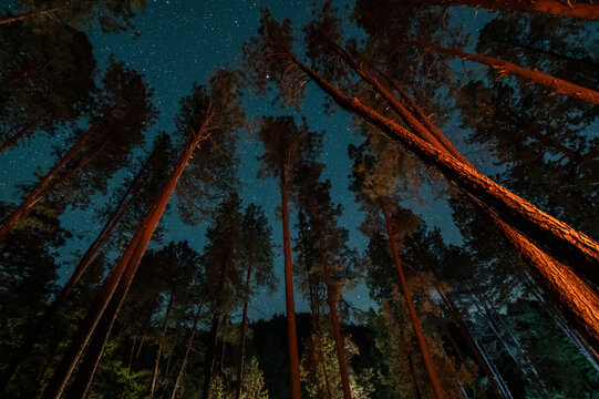 Trees illuminated by campfire in the forest