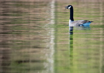 country goose on the water