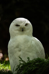 snowy owl